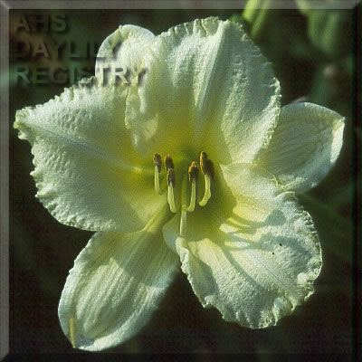 Daylily Woodside Welcome